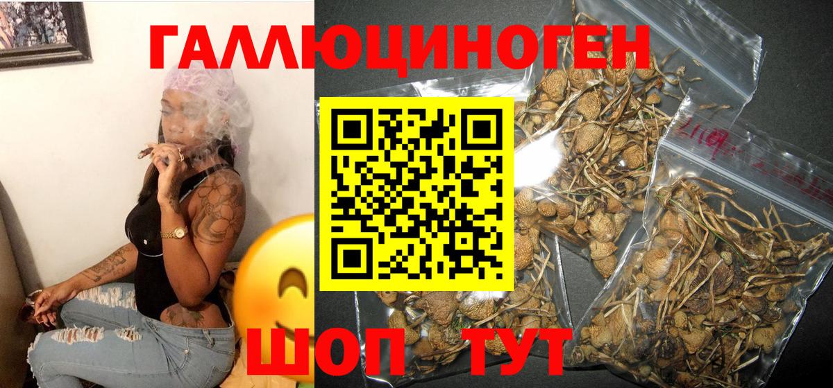Галлюциногенные грибы Psilocybine cubensis Шатура